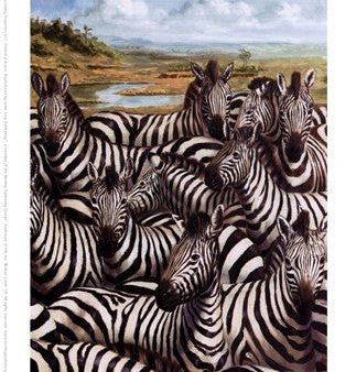 Zebra Gathering on Sale