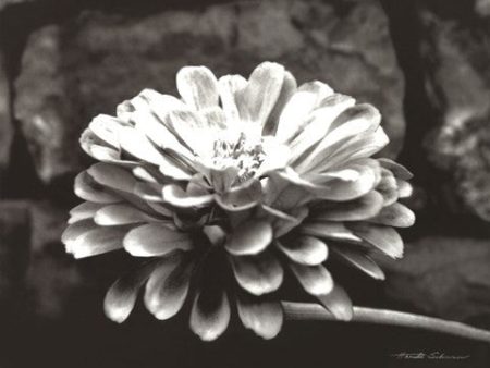 Zinnia Cheap