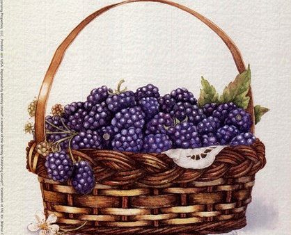 Basket Of Blackberries Supply